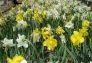 White and yellow daffodils