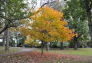 Fall in Parks