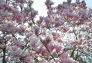 Cherry Blossoms in Central Park