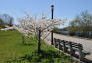 Spring at Silver Lake Park