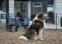 Cooper Dog Run