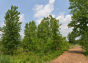 Pat Dolan Trail