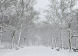 Winterscapes