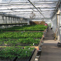 Greenhouse Nursery Production Greenbelt Native Plant Center Nyc Picture Of Gnpc Greenhouse