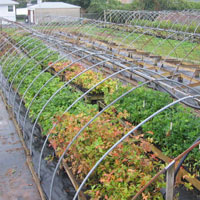 Greenhouse Nursery Production Greenbelt Native Plant Center Nyc Picture Of Gnpc Nursery Yard