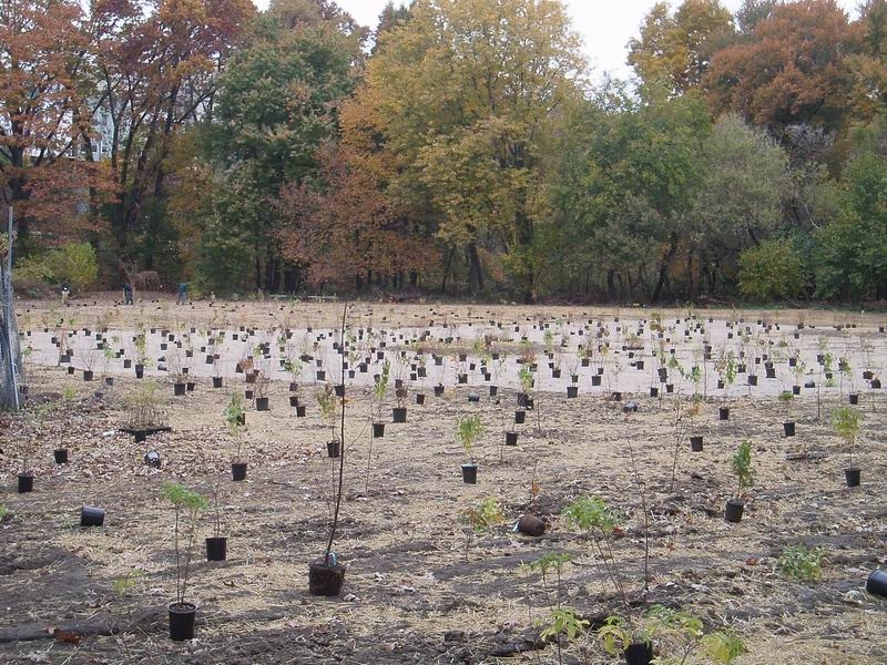 Parkland Section Wetlands of the Bronx River Watershed NYC Parks
