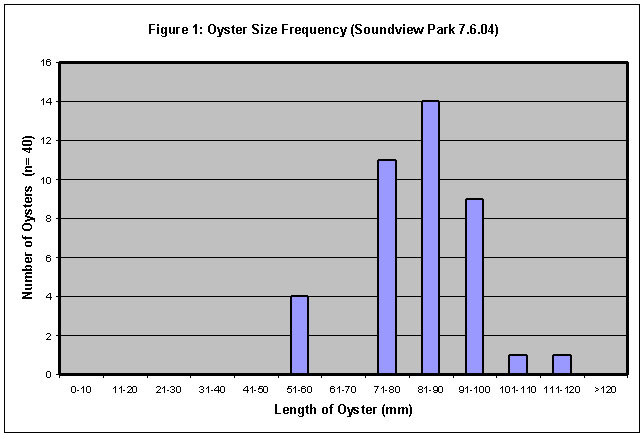 Oyster Abundance and Size Distribution Survey : Fish and Shellfish ...