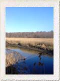 Forever Wild : NYC Parks