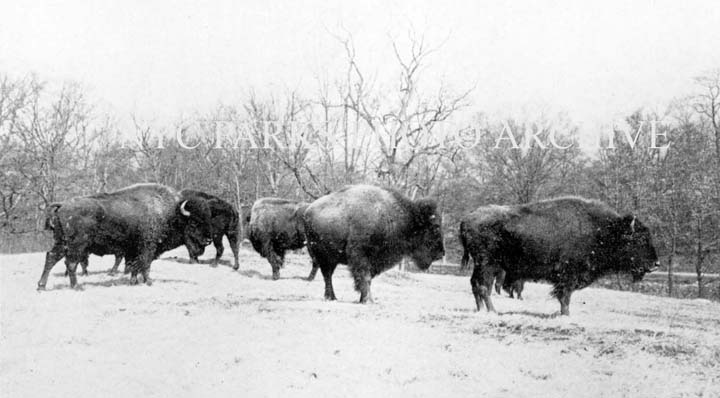 Des bisons au zoo du Bronx (hiver 1902)