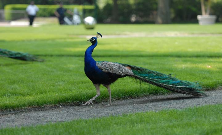 Lovely peacock  05